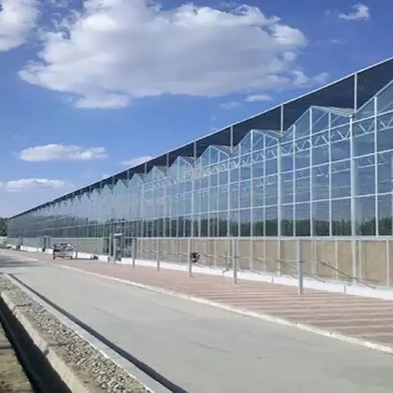 Invernadero de varios tramos tipo diente de sierra de doble cara Invernadero de varios tramos tipo diente de sierra de doble cara