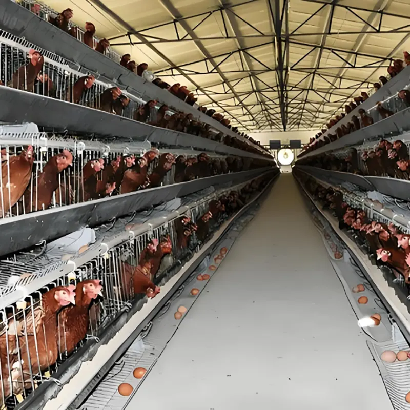 Cobertizo de cría de pollos en capas
