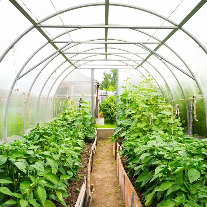Invernadero de varios espacios para el cultivo de hortalizas